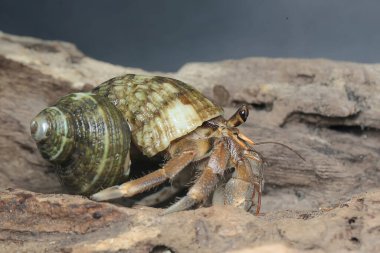 Bir keşiş yengeci (Paguroidea sp) tahtada.