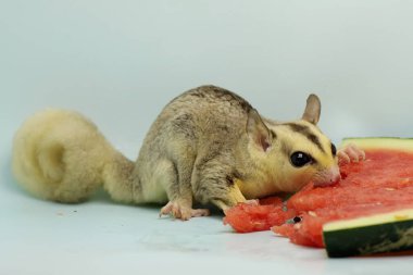 Bir mozaik şeker planörü karpuz yiyor. Bu keseli hayvanlar meyve ve küçük böcekler yerler.. 