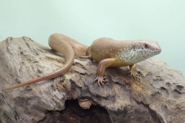 Büyük bir maymun günlük aktivitelerine başlamadan önce güneşleniyor. Doğal yaşam alanı Papua Yeni Gine ve Avustralya olan bu sürüngenin bilimsel adı Bellatorias frerei 'dir.. 