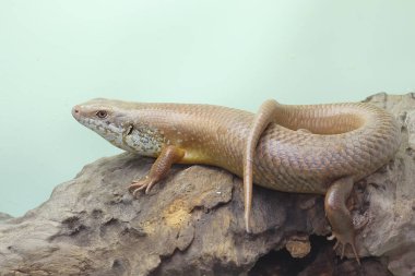 Büyük bir maymun günlük aktivitelerine başlamadan önce güneşleniyor. Doğal yaşam alanı Papua Yeni Gine ve Avustralya olan bu sürüngenin bilimsel adı Bellatorias frerei 'dir.. 