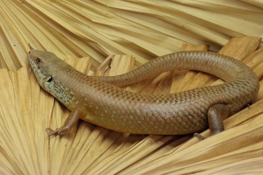 Büyük bir maymun günlük aktivitelerine başlamadan önce güneşleniyor. Doğal yaşam alanı Papua Yeni Gine ve Avustralya olan bu sürüngenin bilimsel adı Bellatorias frerei 'dir.. 