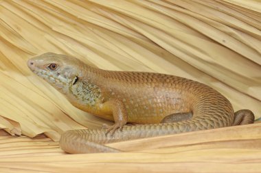 Büyük bir maymun günlük aktivitelerine başlamadan önce güneşleniyor. Doğal yaşam alanı Papua Yeni Gine ve Avustralya olan bu sürüngenin bilimsel adı Bellatorias frerei 'dir.. 