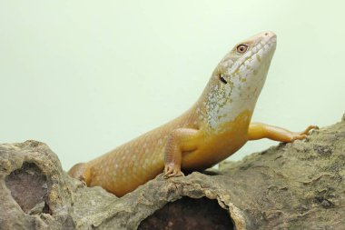 Büyük bir maymun günlük aktivitelerine başlamadan önce güneşleniyor. Doğal yaşam alanı Papua Yeni Gine ve Avustralya olan bu sürüngenin bilimsel adı Bellatorias frerei 'dir.. 