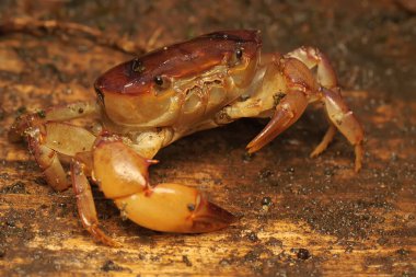 Bir tarla yengeci saldırıya hazır bir ifade gösterir. Bu hayvanın bilimsel adı Parathelphusa convexa. 