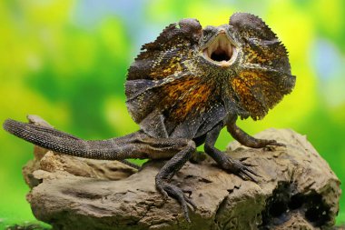 Fırfırlı kertenkele ya da fırfırlı ejderha olarak da bilinen Soa Payung (Chlamydosaurus kingii) tehditkar bir ifade sergiliyor..