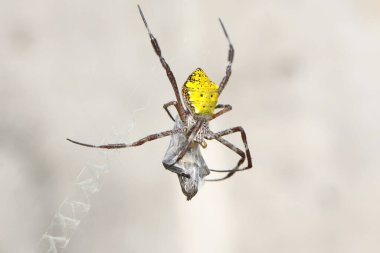 Argiope appensa türünün bir örümceği ağına takılmış bir böceği avlıyor.. 