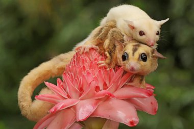Anne şeker planörü bebeğini yırtıcılardan korumak için bebeğini kucağına alır. Bu keseli memelinin bilimsel adı Petaurus Breviceps.. 