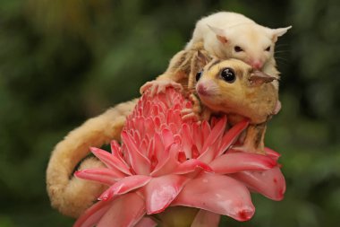 Anne şeker planörü bebeğini yırtıcılardan korumak için bebeğini kucağına alır. Bu keseli memelinin bilimsel adı Petaurus Breviceps.. 