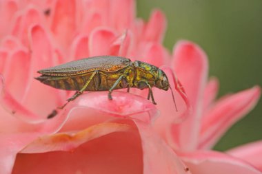 Çalının içinde dinlenen Buprestidae ailesinden bir mücevher böceği. Bu böceğin bilimsel adı Chrysochroa fulminans. 