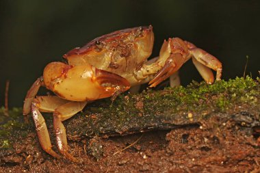 Bir tarla yengeci saldırıya hazır bir ifade gösterir. Bu hayvanın bilimsel adı Parathelphusa convexa. 