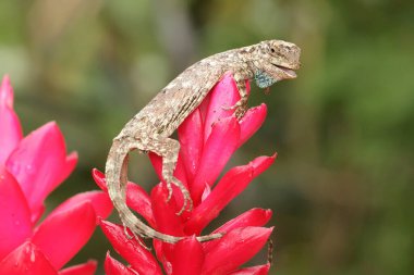 Uçan bir ejderha (Draco volans) günlük aktivitelerine başlamadan önce güneşleniyor. 