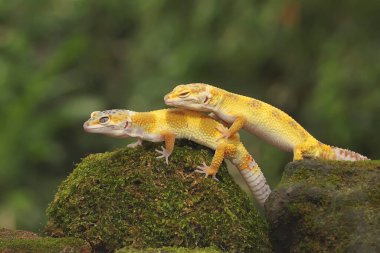Bir çift leopar kertenkelesi çiftleşmeye hazırlanıyor. Çekici renklere sahip sürüngenlerin bilimsel adı Eublepharis macularius 'dur.. 