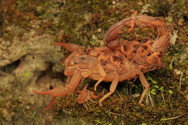 Une Mère Scorpion Hottentotta Hottentotta Tient Ses Bébés — Photo