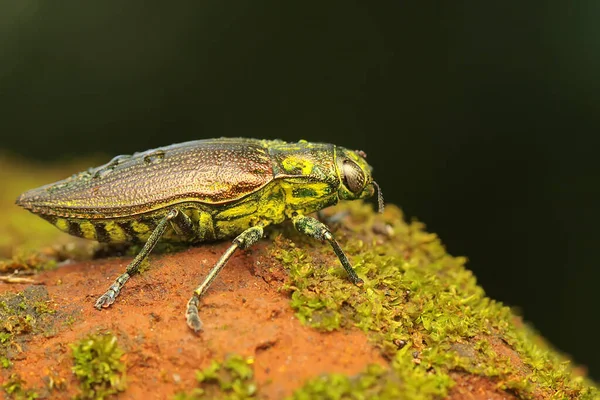 Escarabajo Joya Familia Buprestidae Descansando Arbusto Este Insecto Tiene Nombre — Foto de Stock