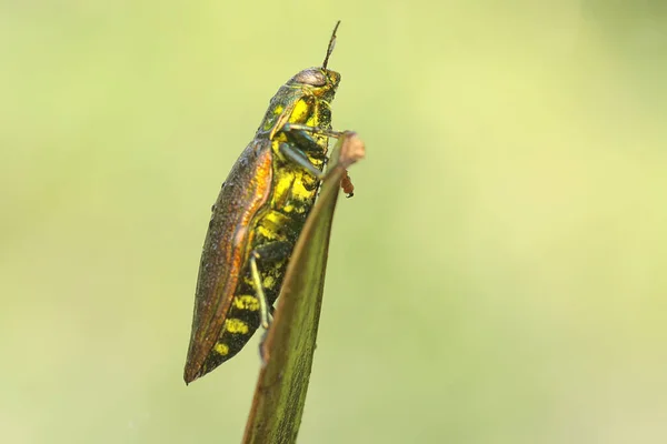 Besouro Jóias Família Buprestidae Descansando Arbusto Este Inseto Tem Nome — Fotografia de Stock