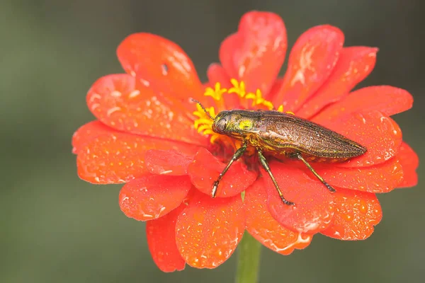 Escarabajo Joya Familia Buprestidae Descansando Arbusto Este Insecto Tiene Nombre —  Fotos de Stock