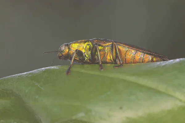 Escarabajo Joya Familia Buprestidae Descansando Arbusto Este Insecto Tiene Nombre —  Fotos de Stock