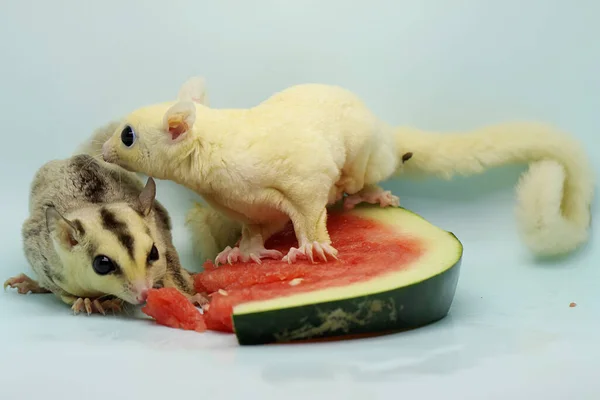 Due Zuccherini Stanno Mangiando Anguria Questi Marsupiali Mangiano Frutta Piccoli — Foto Stock