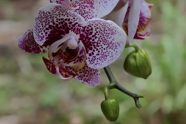 Beleza Uma Orquídea Traça Plena Floração Esta Bela Flor Tem — Fotografia de Stock