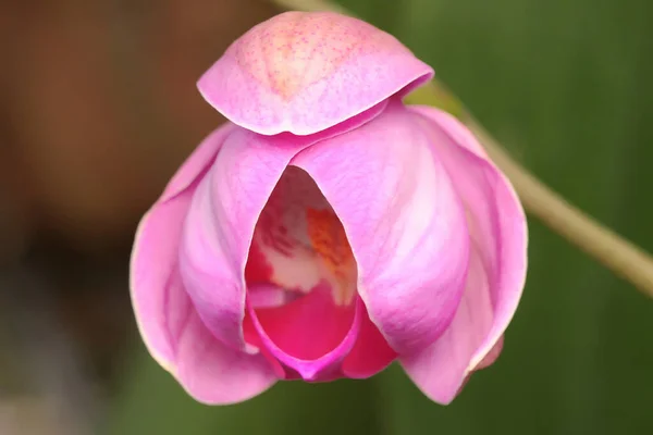 Beleza Uma Orquídea Traça Plena Floração Esta Bela Flor Tem — Fotografia de Stock