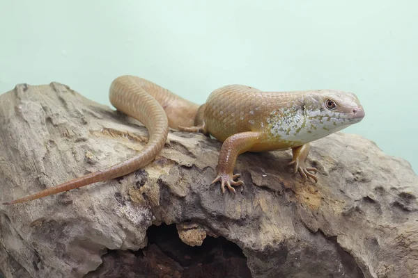 Büyük bir maymun günlük aktivitelerine başlamadan önce güneşleniyor. Doğal yaşam alanı Papua Yeni Gine ve Avustralya olan bu sürüngenin bilimsel adı Bellatorias frerei 'dir.. 