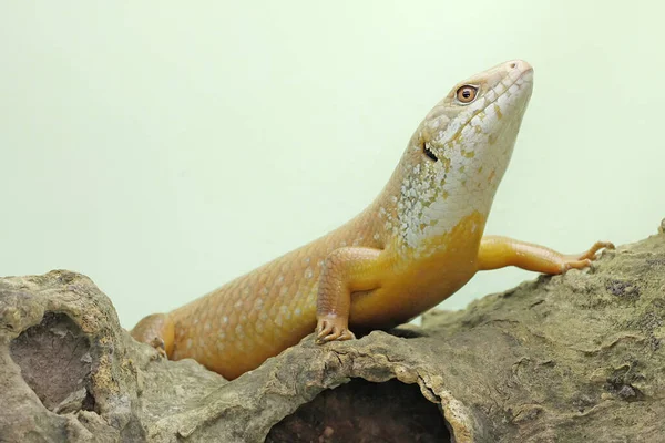 Major Skink Sunbathing Starting His Daily Activities Reptile Whose Natural — Stock Photo, Image