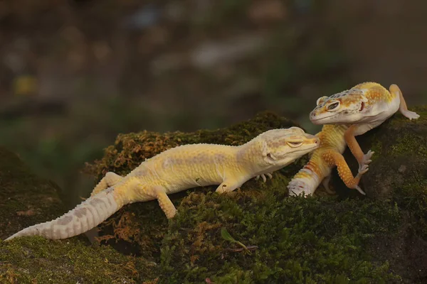 Deux Geckos Léopards Apprêtent Accoupler Reptiles Avec Des Couleurs Attrayantes — Photo