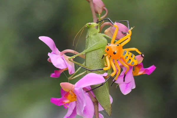 Una Araña Cangrejo Ocho Manchas Está Buscando Presas Esta Araña —  Fotos de Stock