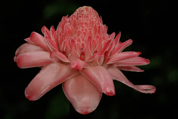 満開のトーチジンジャーの花の美しさ この植物の学名はEtlingera Elatiorです — ストック写真