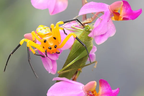 一只八斑点蟹蜘蛛正在寻找猎物 这种蜘蛛的学名是Platythomicus Quadrimaculatus — 图库照片