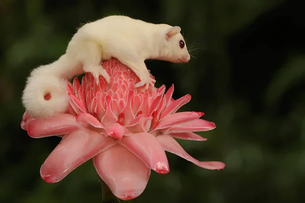 Bebé Albino Mes Sobre Una Flor Silvestre Este Mamífero Marsupial — Foto de Stock