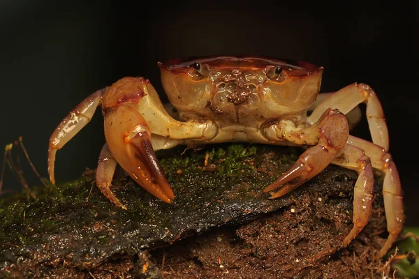 Field Crab Shows Expression Ready Attack Animal Has Scientific Name — Stock Photo, Image