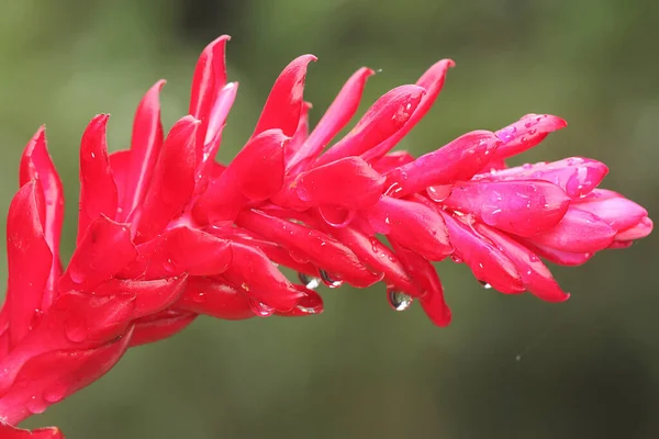 Beauty Torch Ginger Flower Full Bloom Plant Has Scientific Name — Foto Stock