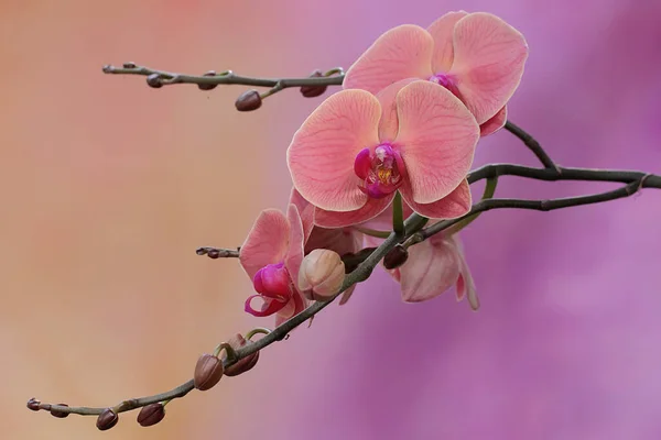 飞蛾兰花盛开的美丽 这朵美丽的花的学名是 凤仙草 — 图库照片
