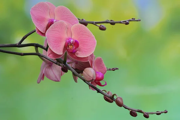 Belleza Una Orquídea Polilla Plena Floración Esta Hermosa Flor Tiene —  Fotos de Stock