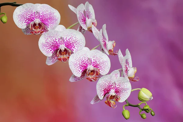 Piękno Orchidei Ćma Pełnym Rozkwicie Ten Piękny Kwiat Naukowe Imię — Zdjęcie stockowe