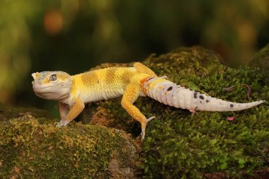 Bir leopar kertenkelesi (Eublepharis macularius) kendine özgü bir şekilde poz verir.