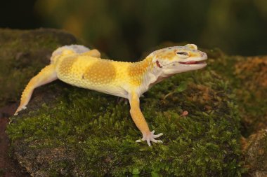 Bir leopar kertenkelesi (Eublepharis macularius) kendine özgü bir şekilde poz verir.