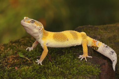 Bir leopar kertenkelesi (Eublepharis macularius) kendine özgü bir şekilde poz verir.