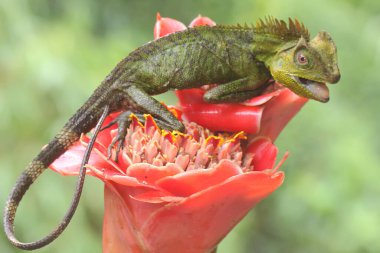 Bölgesine giren davetsiz hayvanlara saldırmaya hazır bir orman ejderhasının vücut hareketi. Bu sürüngenin bilimsel adı Gonocephalus chamaeleontinus.. 