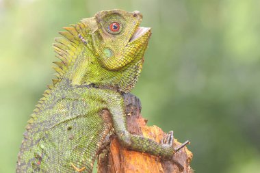 Bölgesine giren davetsiz hayvanlara saldırmaya hazır bir orman ejderhasının vücut hareketi. Bu sürüngenin bilimsel adı Gonocephalus chamaeleontinus.. 
