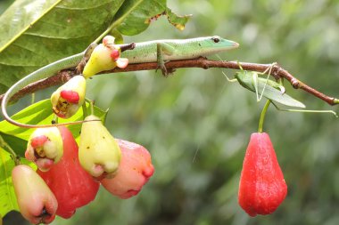 Bir Zümrüt Ağacı Kayması (Lamprolepis smaragdina) günlük aktivitelerine başlamadan önce güneşleniyor.