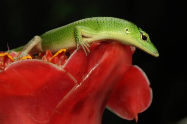 Bir Zümrüt Ağacı Kayması (Lamprolepis smaragdina) günlük aktivitelerine başlamadan önce güneşleniyor.