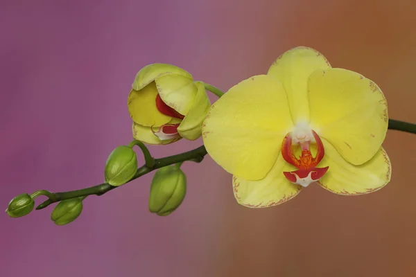 Die Schönheit Einer Mottenorchidee Voller Blüte Diese Schöne Blume Hat — Stockfoto