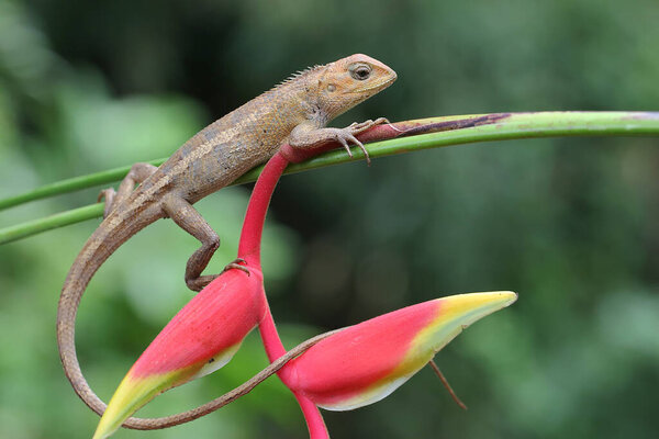 An oriental garden lizard is sunbathing. This reptile has the scientific name Calotes versicolor. 