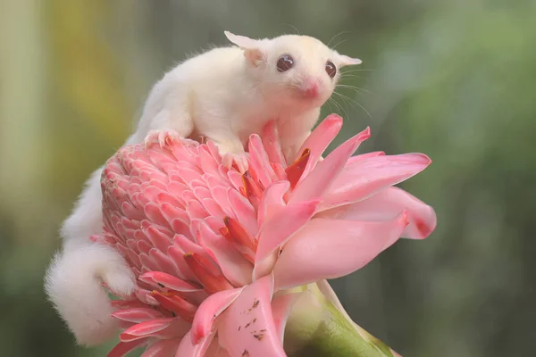 Bebé Planeador Azúcar Albino Alimenta Arbusto Este Mamífero Marsupial Tiene — Foto de Stock