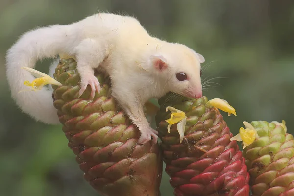 Albino Sugar Glider Baby Foraging Bush Marsupial Mammal Has Scientific — Stock Fotó