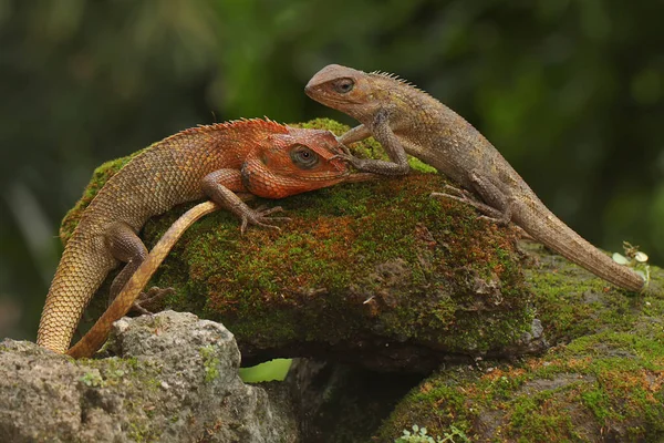 Дві Східні Садові Ящірки Купаються Рептилія Має Наукову Назву Calotes — стокове фото