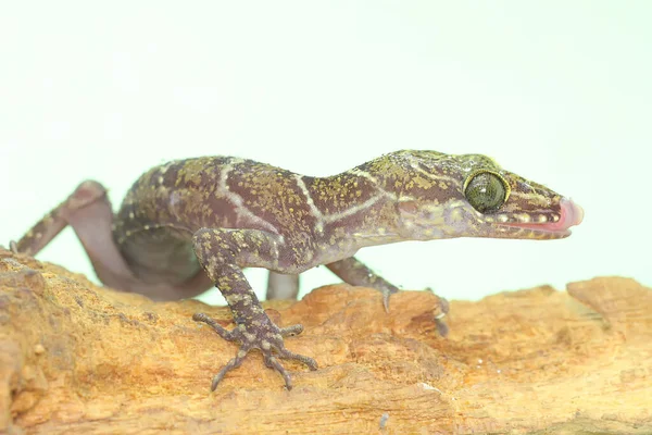 Een Bosgekko Zoekt Een Prooi Een Droge Stam Verspreiding Van — Stockfoto