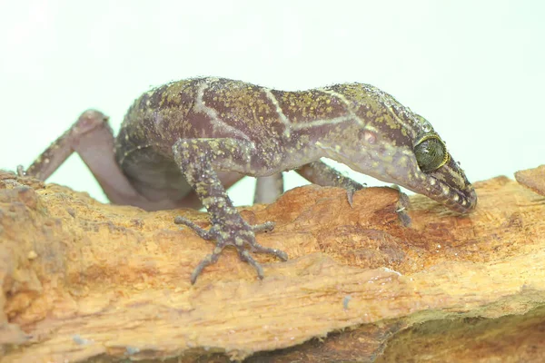 Ein Waldgecko Sucht Auf Einem Trockenen Baumstamm Nach Beute Die — Stockfoto